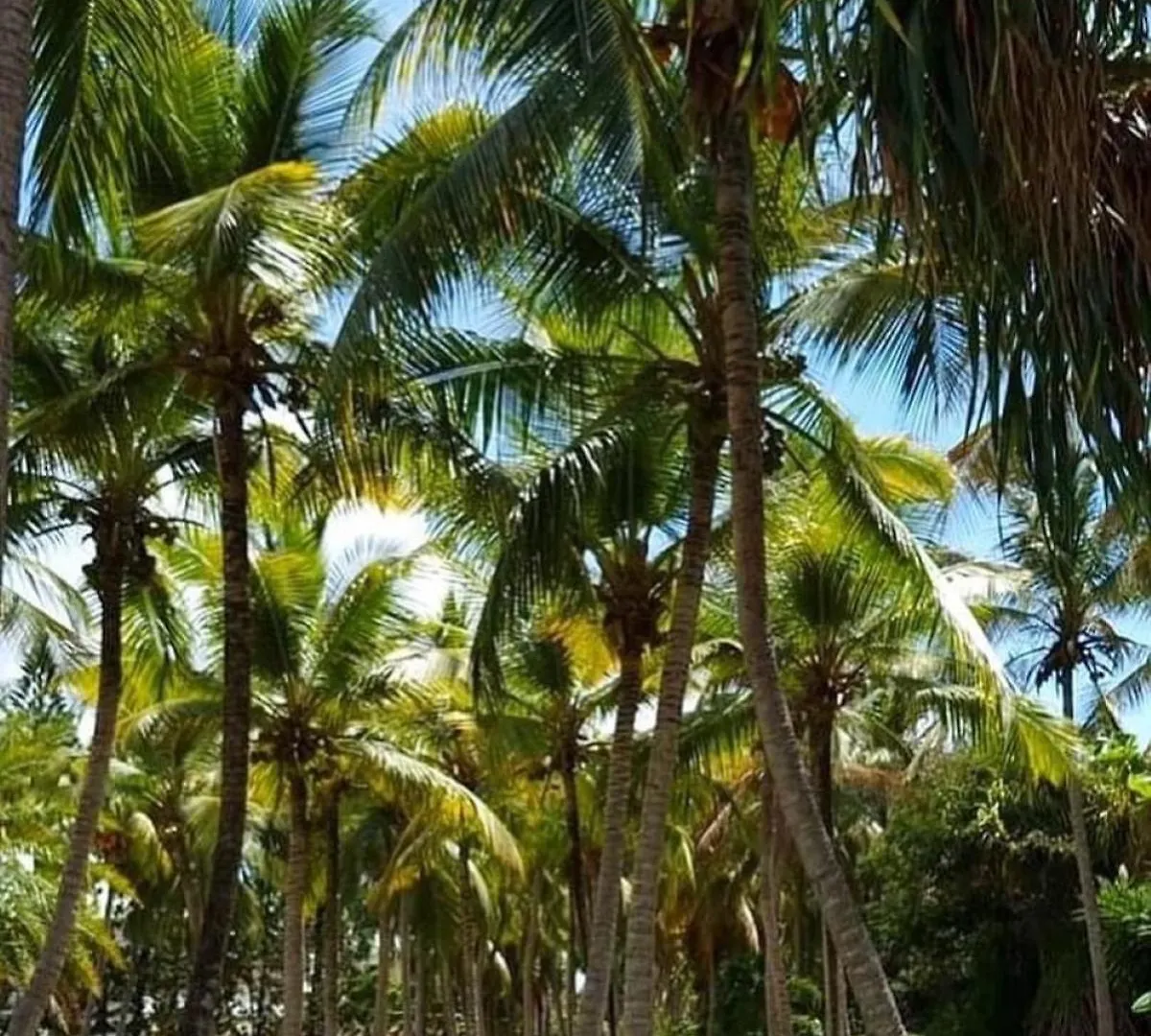 Studio Mojito vue mer av cuve eau et accès plage et piscine ANSE DES ROCHERS Saint-Francois  Saint-Francois (Grande-Terre)